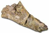 Fossil Dinosaur Appendage Bone Section - Wyoming #371513-3